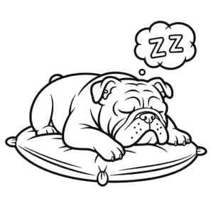 Coloriage Bouledogue