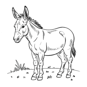 Coloriage Âne réaliste